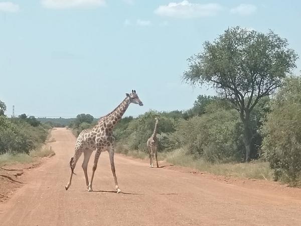 Property For Sale in Dinokeng Game Reserve, Wonderboom